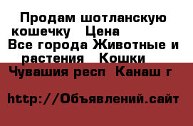 Продам шотланскую кошечку › Цена ­ 10 000 - Все города Животные и растения » Кошки   . Чувашия респ.,Канаш г.